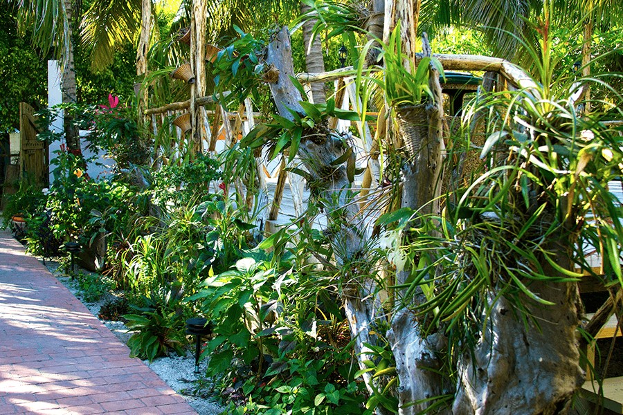 Tropical Belizean garden with beautiful plants