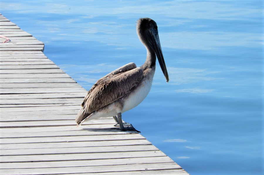 Pelican on a dock