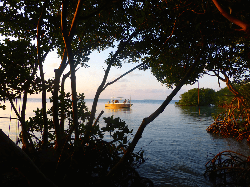 Boat in mangroves in Belize