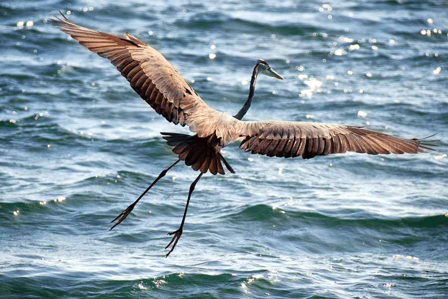 Flying bird on Caye Caulker
