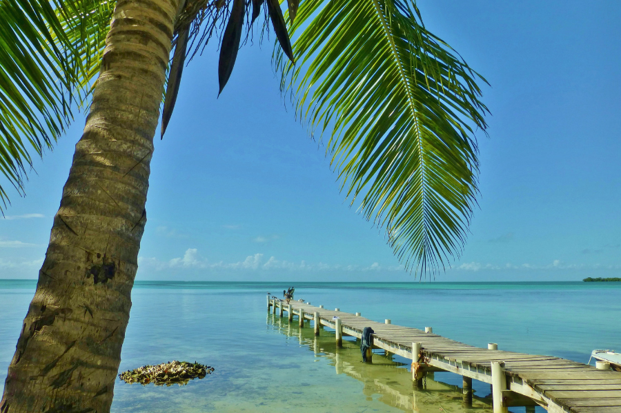 Palm tree and dock on Caye Caulker island