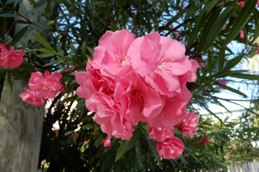 Pink oleander (nerium) on Caye Caulker